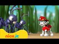 Patrulha Canina | Resgates de Bebezinhos da Patrulha Canina! 👶 | Nick Jr. em Português