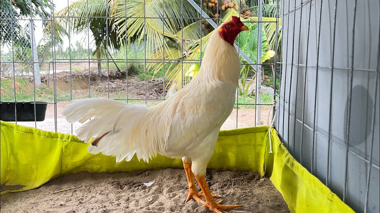 Top Thái Mỹ Supper VIP Ae tham khảo 0877.535.503