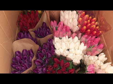 Видео: Что происходит с тюльпанами после Фестиваля тюльпанов?