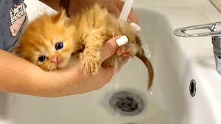 First bath for an abandoned kitten (by a mom cat)