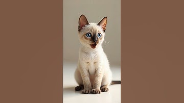 🇺🇲 Your Siamese Friend is Waiting 😺✨