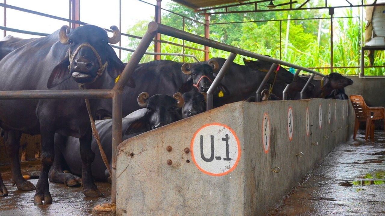 यवतमाळचा ३० म्हशींचा गोठा! दूधात भेसळ सापडली तर ₹1 Lakh चॅलेंज । Dairy Farming In Maharashtra