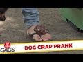 Đùa chút thôi nước ngoài - Puppy Poop Prank