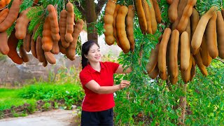 Harvest Tamarind Goes To Market Sell | Gardening And Cooking | Lý Song Ca