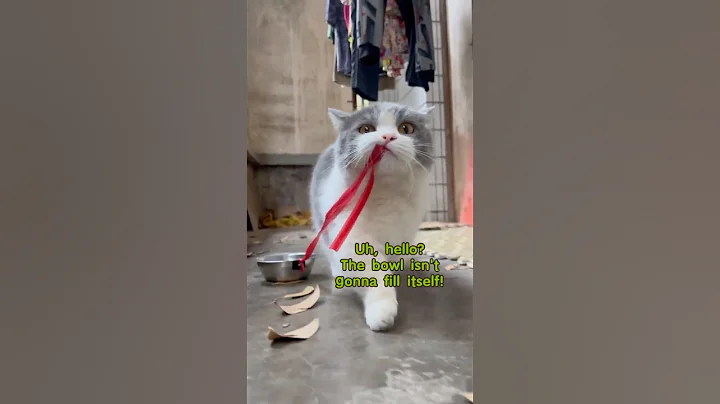 Watch the video about #catvideos #fyp #funny #funnycats #viralvideo #britishshorthair #cutecat #funnyshorts #cute #cat