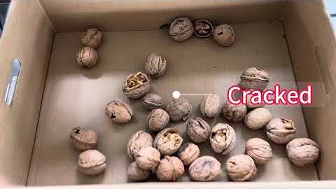 Walnut Optical Grading Sorting by AI DEEP LEARN Optical Grading Machine