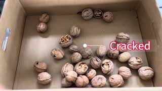 Walnut Optical Grading Sorting by AI DEEP LEARN Optical Grading Machine