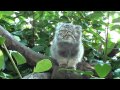 WHF Pallas Cat Kittens - at 4 months old