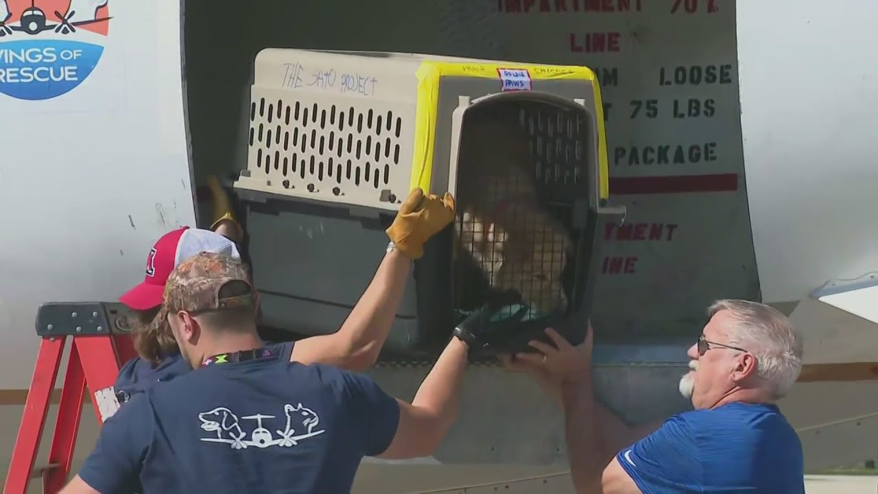 Over 100 pets affected by Hurricanes Ian and Fiona arrive in DuPage ...