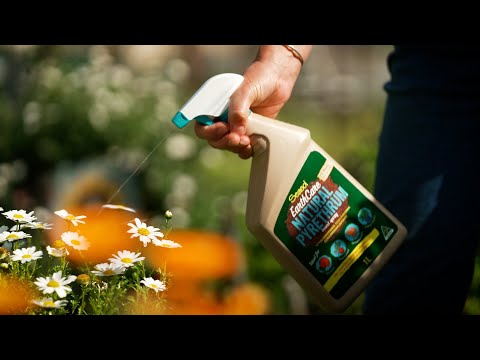 Video: Informații despre insecticidul Pyrethrum - Utilizarea spray-ului natural Pyrethrum