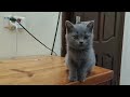 とてもかわいい子猫 part 15 || 子猫 2022