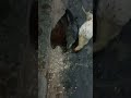 New rooster song Thunder