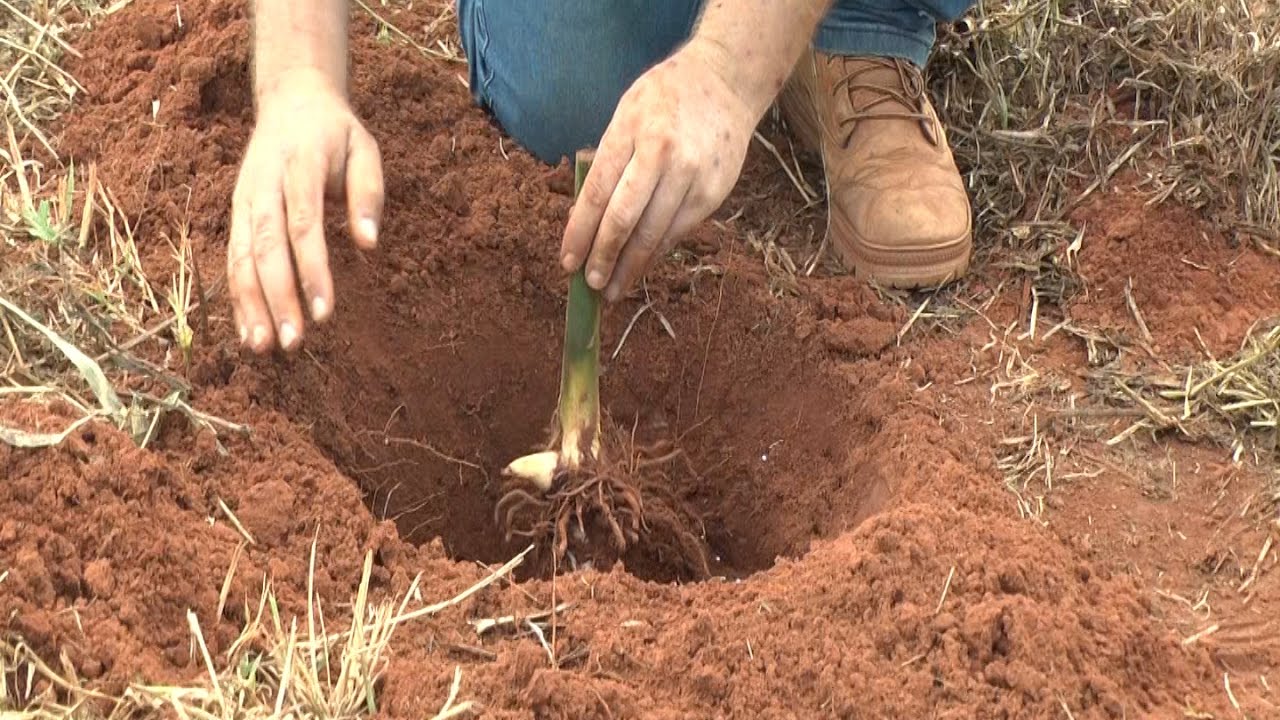Plantio da Helicônia