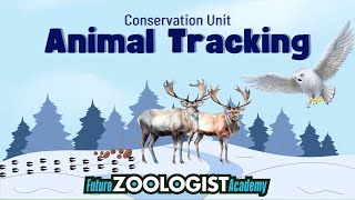 Animal Tracking | How Scientists Track Wildlife