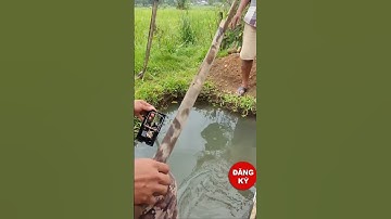 ĐỘC LẠ FISHING_ CÂU CÁ BẰNG BẪY CHUỘT#fishing #moicauhagia #shots