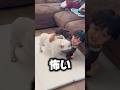 元保護犬にとにかく優しい長男に感動しました… #日常 #フレンチブルドッグ #保護犬