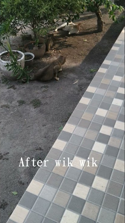 Funny cat video - After wik wik #shorts #funnycatvideo #animalmating