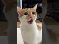 My Cat Just Can’t Stop Talking 😹🎤