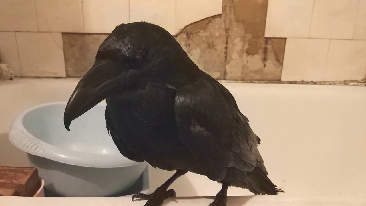 Ворон Кармен. Примирение - YouTube