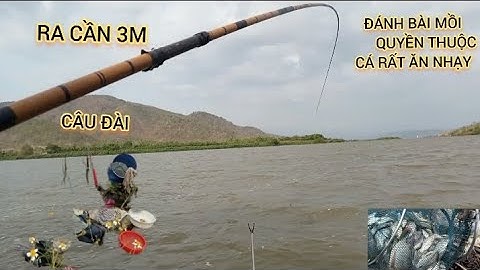 Cường Chì Lá "CÂU ĐÀI " SÔNG THIÊN NHIÊN "TÉT CÁM QUEN THUỘC CÁ ĂN RẤT LÀ NHẠY DỰT MỎI TAY✓