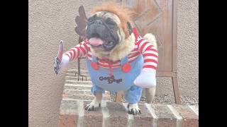 Why I Bought This Horror Movie Dog Costume for My Pug for Halloween screenshot 5