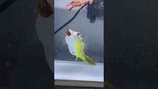 Pufferfish eating crayfish #shorts
