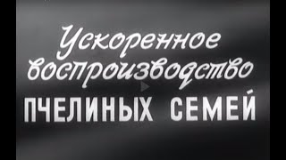 Ускоренное воспроизводство пчелиных семей  Леннаучфильм 1987 год  1