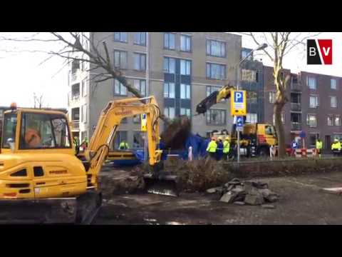 Verhuizing Bomen van Breda naar Steenbergen