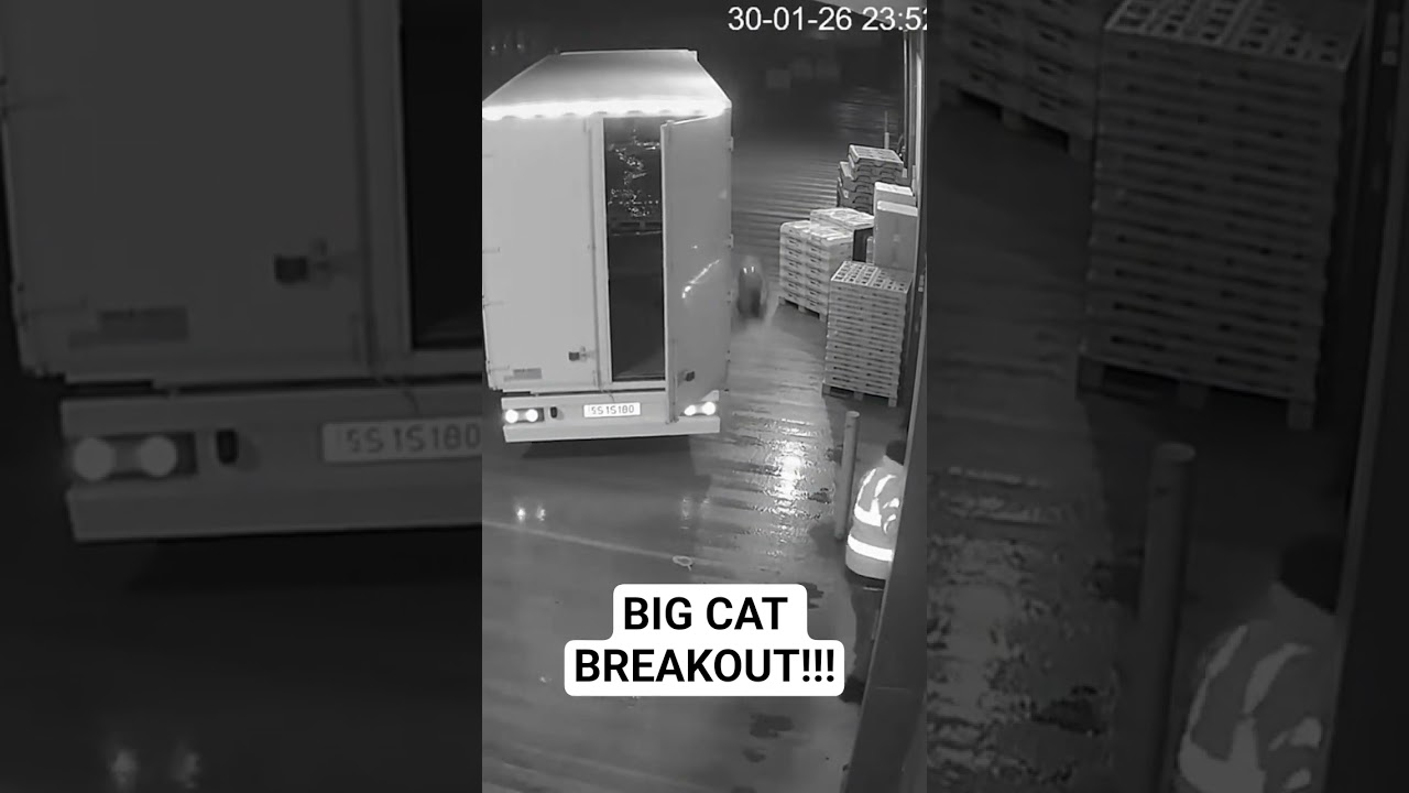 Shocking CCTV Footage of two big cats breaking out of a delivery van 