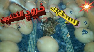 كيف يخرج الكتكوت مباشرة من البيضة في فقاسة يدوية من الخشب  The chick comes out directly from the egg