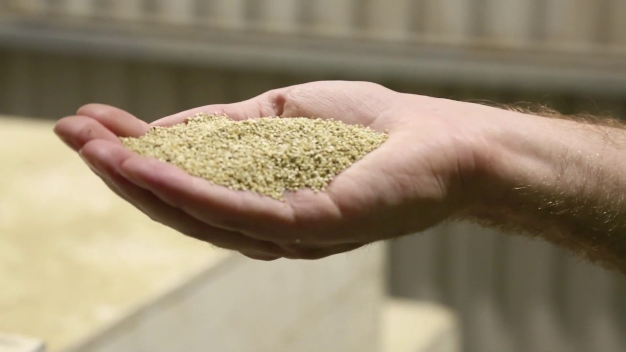Processing British Quinoa