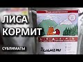 Новые сублиматы: Лиса Кормит