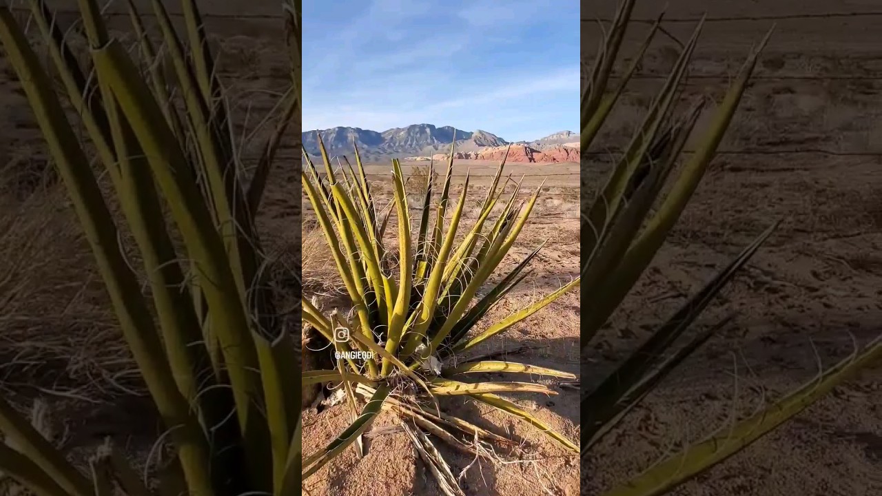 Las Vegas desert state of Nevada 