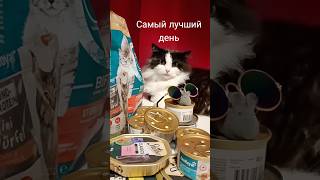 самый лучший день #веселыекоты #лепс #видосыоткота #котики #pets #прикольныекоты #красиваякошка