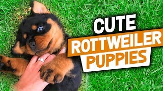 Cute Rottweiler Puppies Funny Videos Compilation 2018