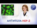 Антитела HEP-2, влияние на имплантацию эмбриона. Иммуноблот на антинуклеарные антитела.