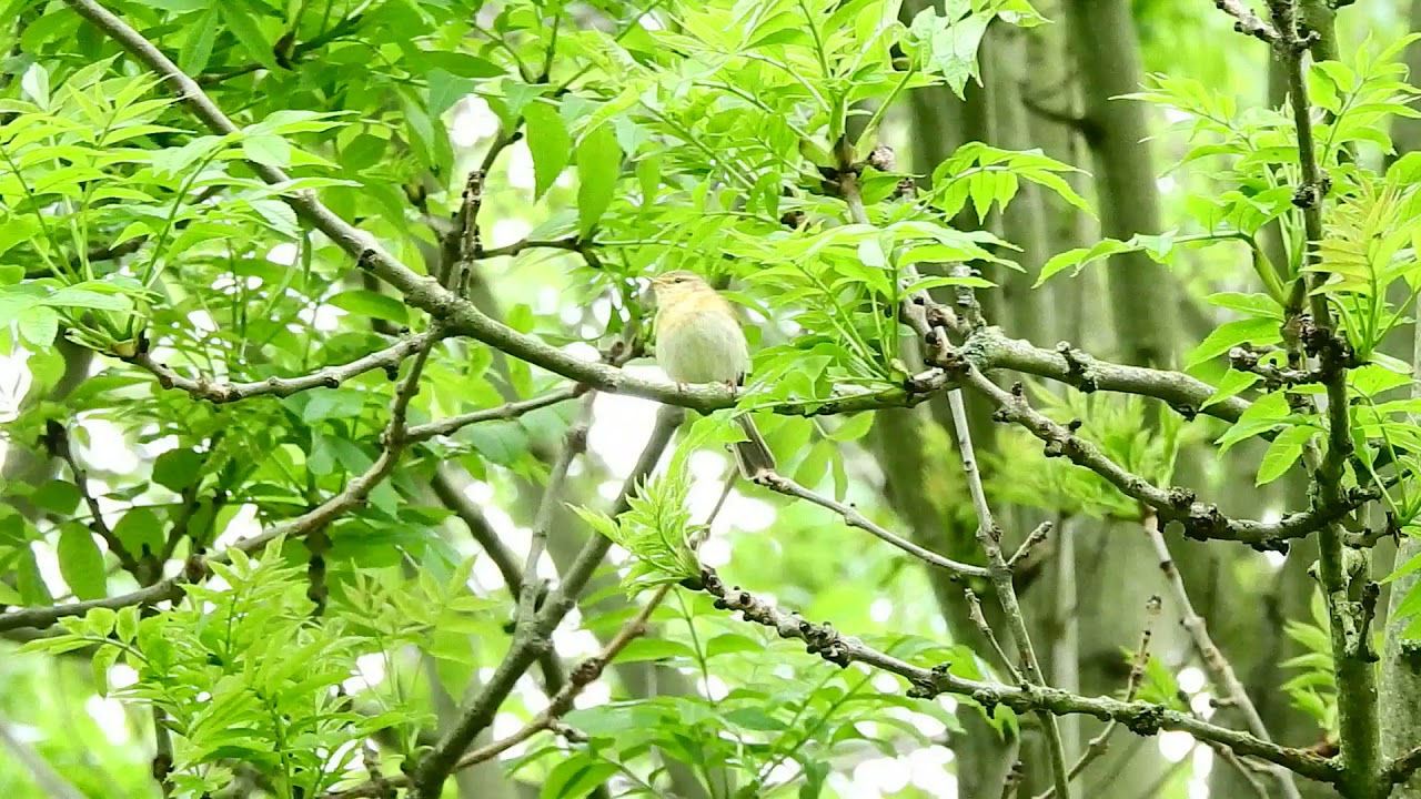 Singing Iberian Chiffchaff, Pilling Lane Ends 