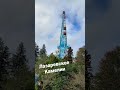 Лазаревское, камелии.