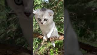 Cute Kitten Meowing on a Tree Branch 🐈 MEOW MEOW