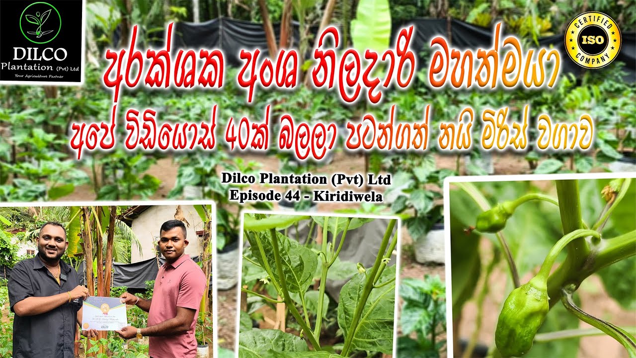 අරක්ශක අංශ නිලදාරි මහත්මයා 🪴 අපේ විඩියොස් 40ක් බලලා පටන්ගත් නයි මිරිස් වගාව Dilco Plantation - Ep 45