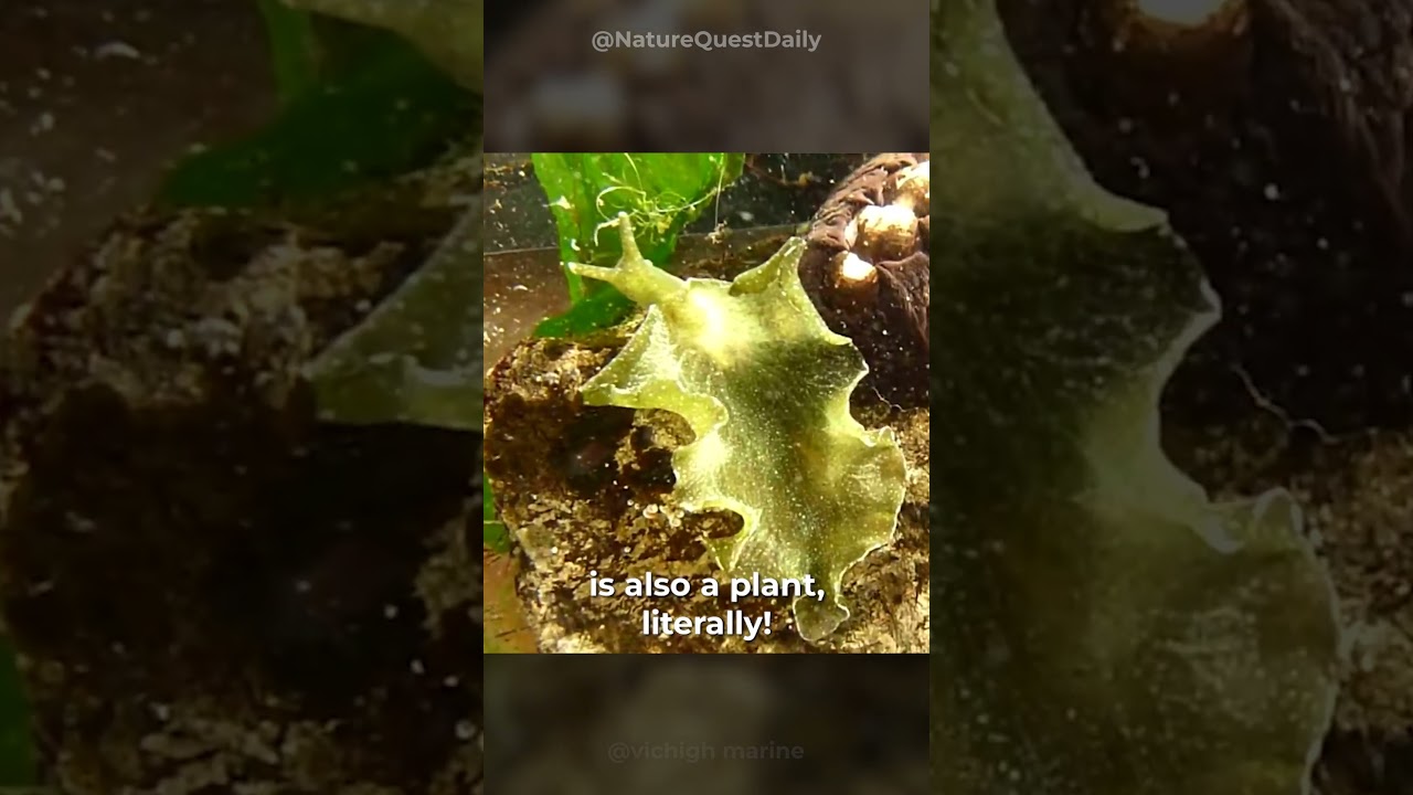 The half animal, half plant Elysia Chlorotica | Nature Quest Daily |  #shorts - YouTube