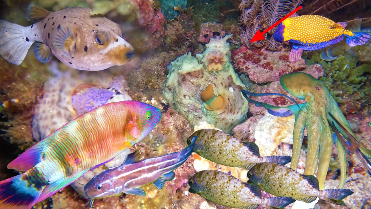 Phát Hiện Điểm Mới - Trúng Đậm Ổ CÁ KÌNH, TÔM HÙM, Cá Bò Hòm Bắt Mỏi Tay