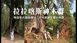 【拉拉喀斯神木群】特富野古道南端口 | 巨大壯碩的紅檜巨木群