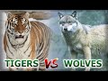 WOLVES VS TIGERS. How do predators get along in one territory?