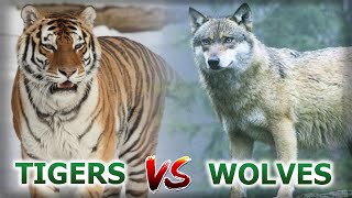 Wolves Vs Tigers. How Do Predators Get Along In One Territory?