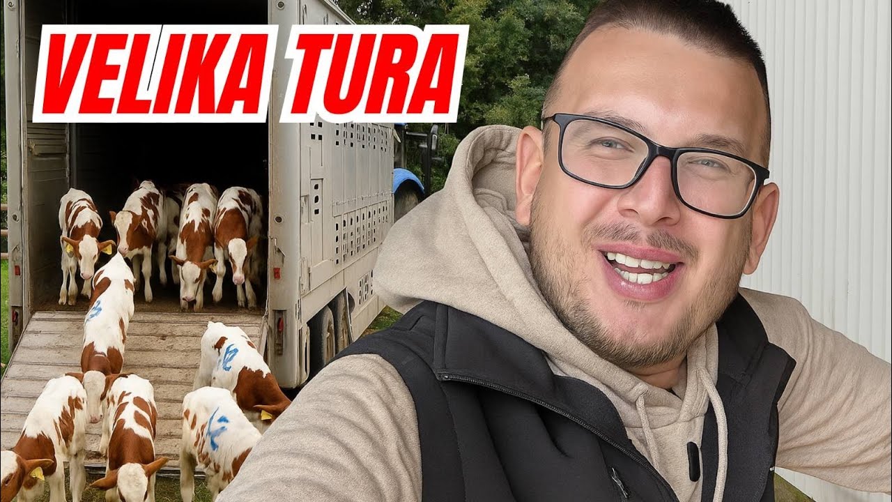 STIGLA NAM JE PRVA TURA TELADI IZ HERCEGOVINE!! 🐂