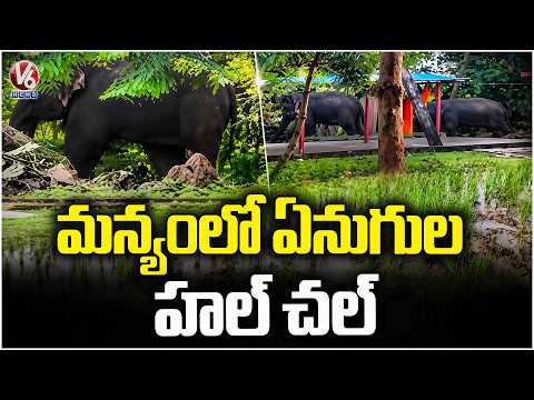 Elephant Group Hulchul In Manyam | AP | V6 News - V6NEWSTELUGU