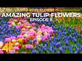 Fleurs printanires aux couleurs clatantes 4k u festival des tulipes de la valle de la skagit