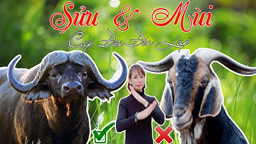 💓Tuổi Sửu và Mùi|Có Hợp Tuổi Nhau Không?| Tử Vi 365