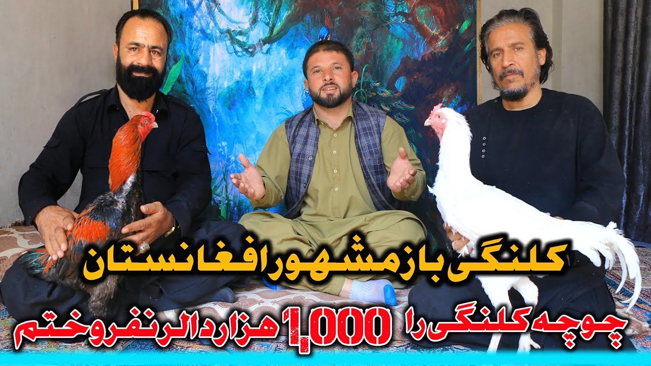 کلنگی باز مشهور افغانستان || چوچه کلنگی را 1,000 هزار دالر نفروختم | The most powerful Aseel rooster